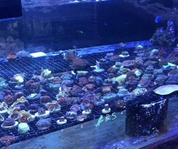 Capital Aquarium