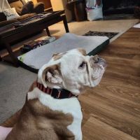 Banfield Pet Hospital ico