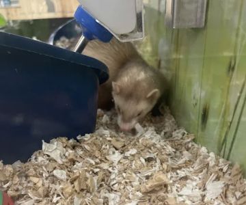 Petco