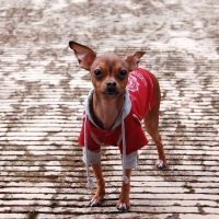 VCA Four Seasons Animal Hospital ico