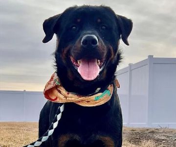 Pet Express