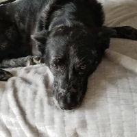 My Family Vet: Scott Clara M DVM ico