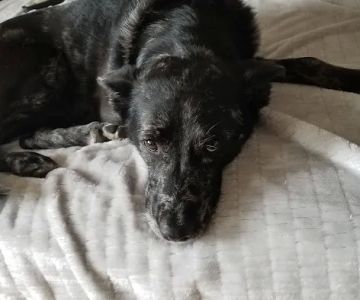 My Family Vet: Scott Clara M DVM
