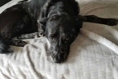 My Family Vet: Scott Clara M DVM