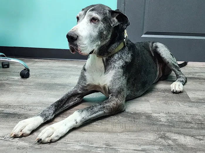 Rayford Animal Wellness Clinic 12