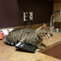 VCA Woodlands Animal Hospital ico