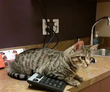 VCA Woodlands Animal Hospital