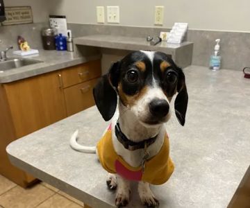 True Companion Animal Hospital