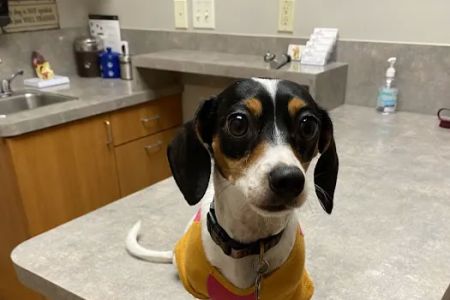 True Companion Animal Hospital