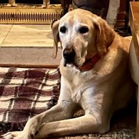 Houston Pet Dental ico