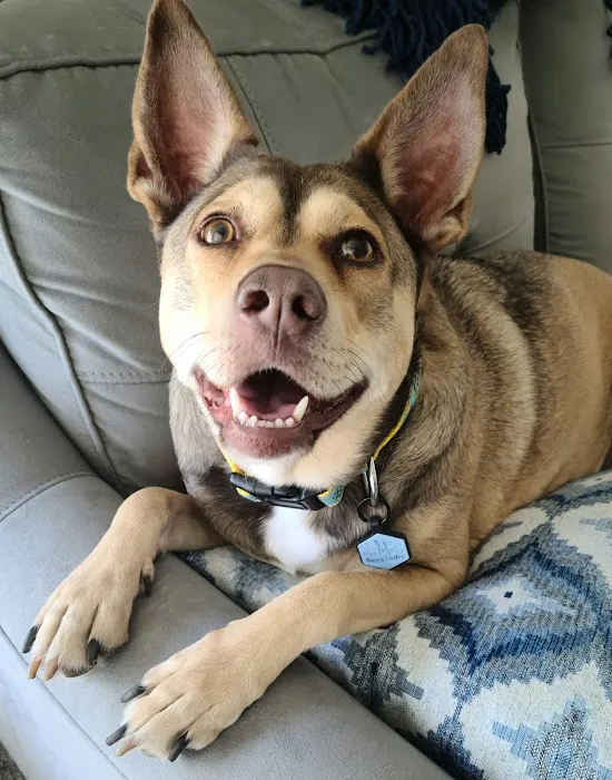 Houston Pet Dental 12