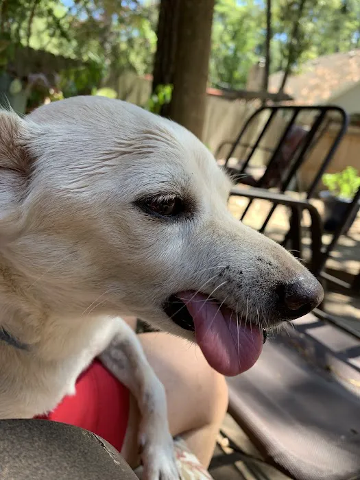 Houston Pet Dental 12