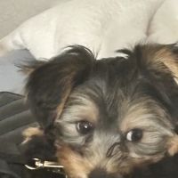 Vetco Vaccination Clinic ico
