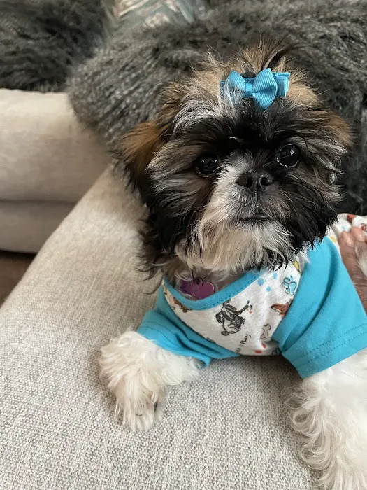 Grogan's Mill Pet Clinic 12