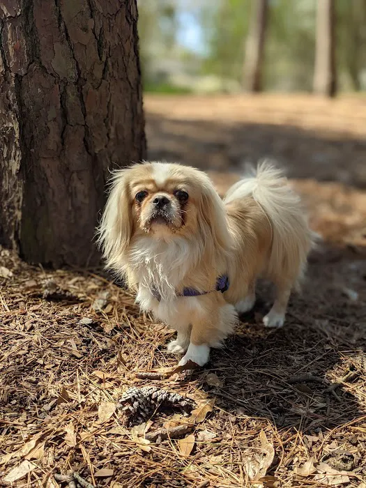 Grogan's Mill Pet Clinic 12