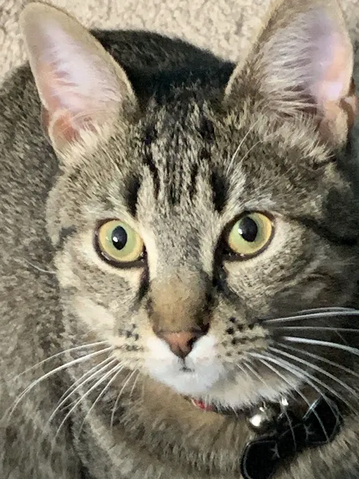 Grogan's Mill Pet Clinic 12