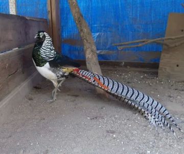 Tall Pines Aviary