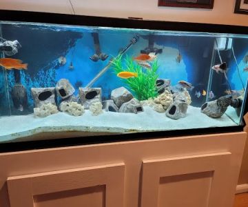 Lovely Pets Aquarium