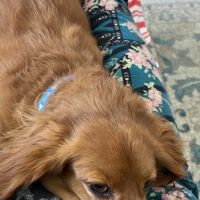 Champion Wood Animal Hospital ico