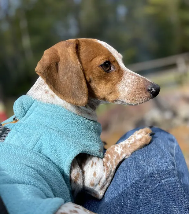 Champion Wood Animal Hospital 12