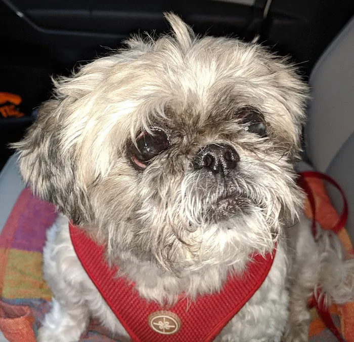 Greenway Animal Clinic 1