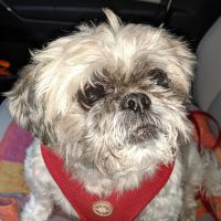 Greenway Animal Clinic ico