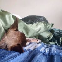 Sunset Animal Hospital ico