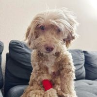 Bissonnet Veterinary Hospital ico