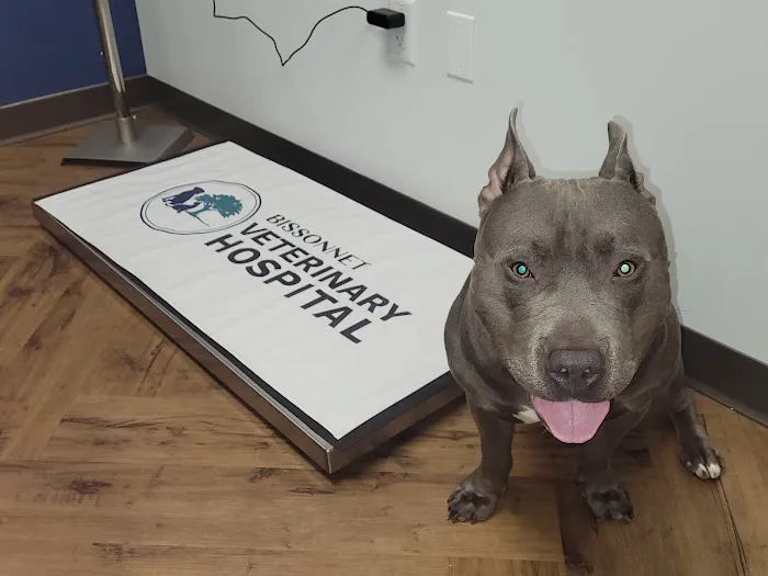 Bissonnet Veterinary Hospital 12