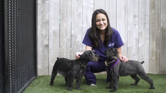 Animal Medical Center of the Village 12