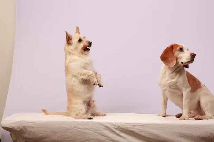 Thrive Pet Healthcare - Fountainview 12