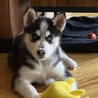 Memorial Veterinary Clinic ico