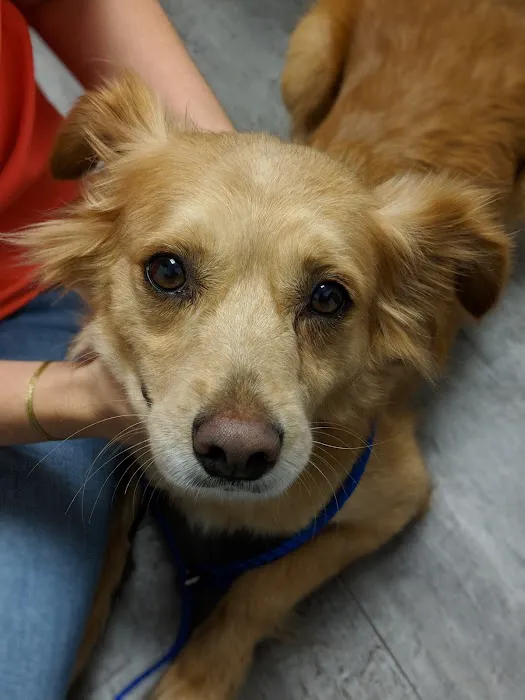 Voss Road Animal Clinic 12