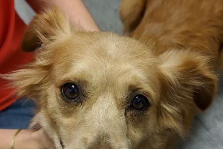 Voss Road Animal Clinic