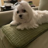 Briargrove Animal Clinic ico