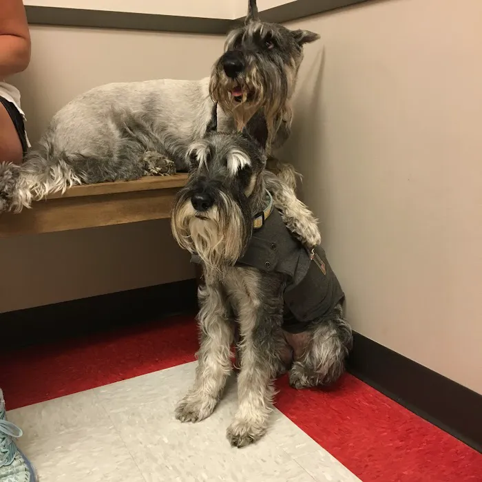 Tanglewood Animal Hospital 12