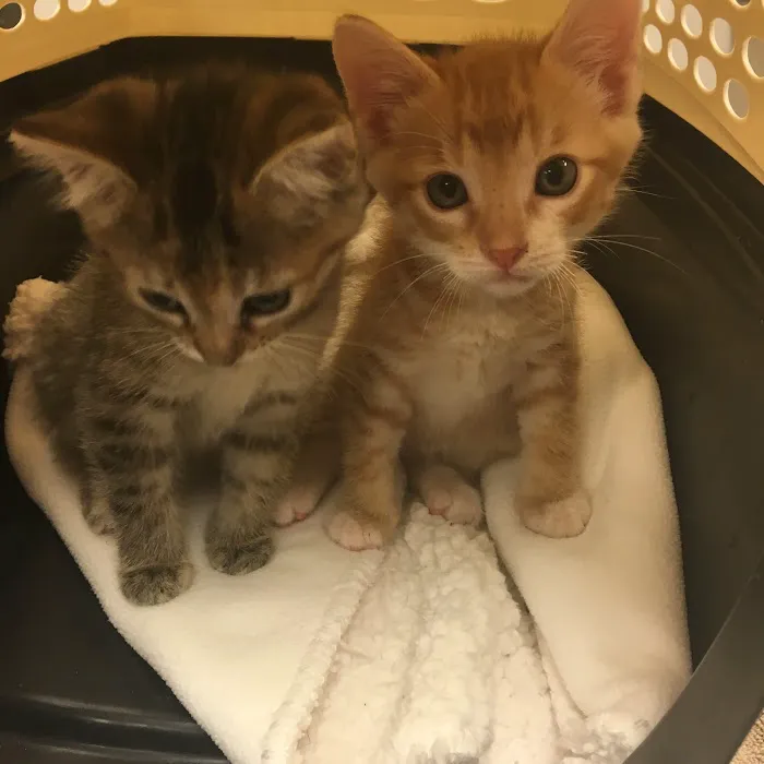 Tanglewood Animal Hospital 12