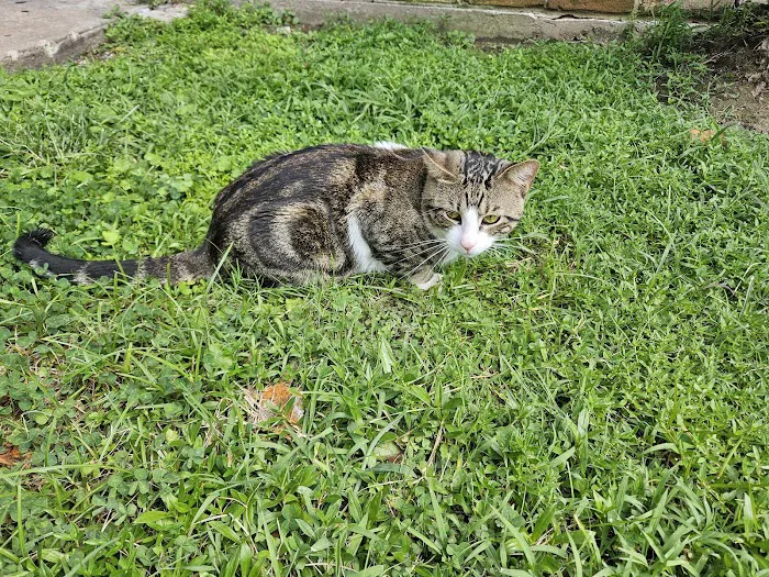 Q Veterinary Hospital Galleria 12