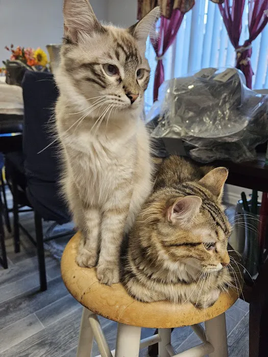Q Veterinary Hospital Galleria 12