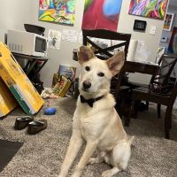 Q Veterinary Hospital Galleria ico