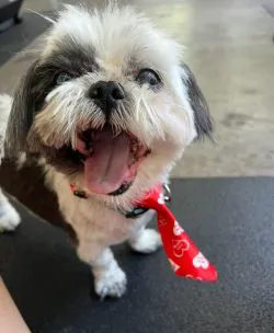 Q Veterinary Hospital Galleria 12
