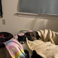 Banfield Pet Hospital ico