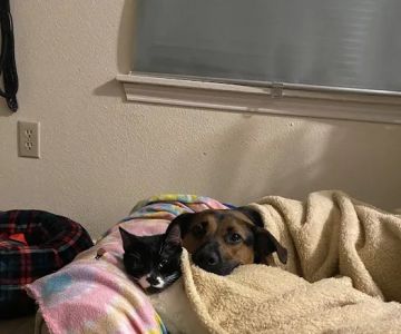 Banfield Pet Hospital