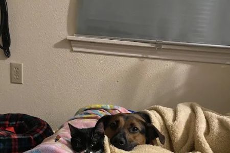 Banfield Pet Hospital