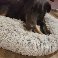 Newfound Pet Center - Franklin ico