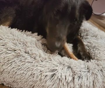 Newfound Pet Center - Franklin