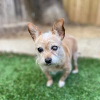 Richmond Avenue Animal Hospital ico
