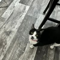 Banfield Pet Hospital ico