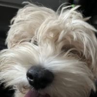 Great Neck Animal Hospital ico