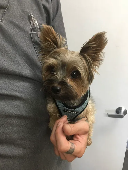 Manhasset Animal Hospital 2